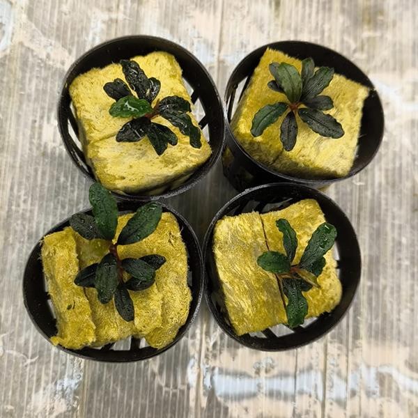 Bucephalandra Brownie Kapuas Saksı Canlı Bitki