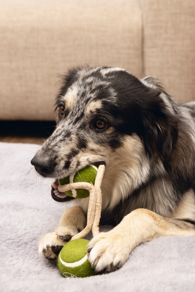 Beeztees Köpek Oyuncağı, İpli İki Tenis Topu, Kauçuk, Gri/Kahverengi, 21cm, Top 6,3cm