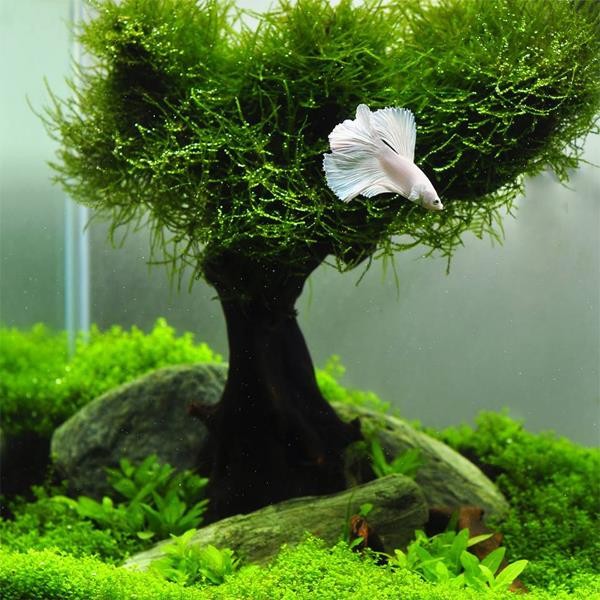 Vesicularia Dubyana Java Moss 10x10cm Canlı Bitki