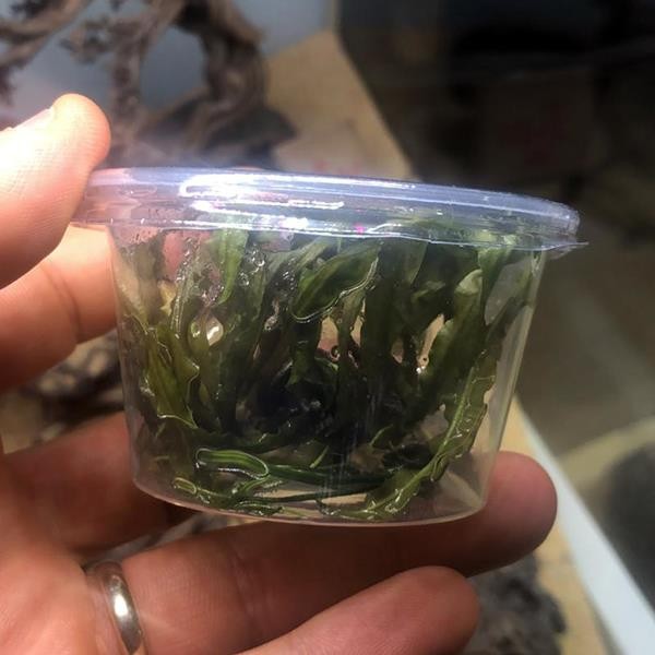Cryptocoryne Crispatula In Vitro Canlı Bitki