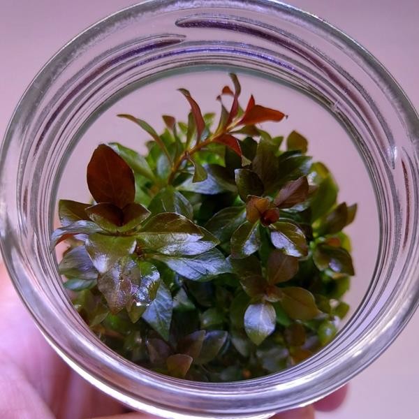 Ludwigia Ovalis In Vitro Canlı Bitki