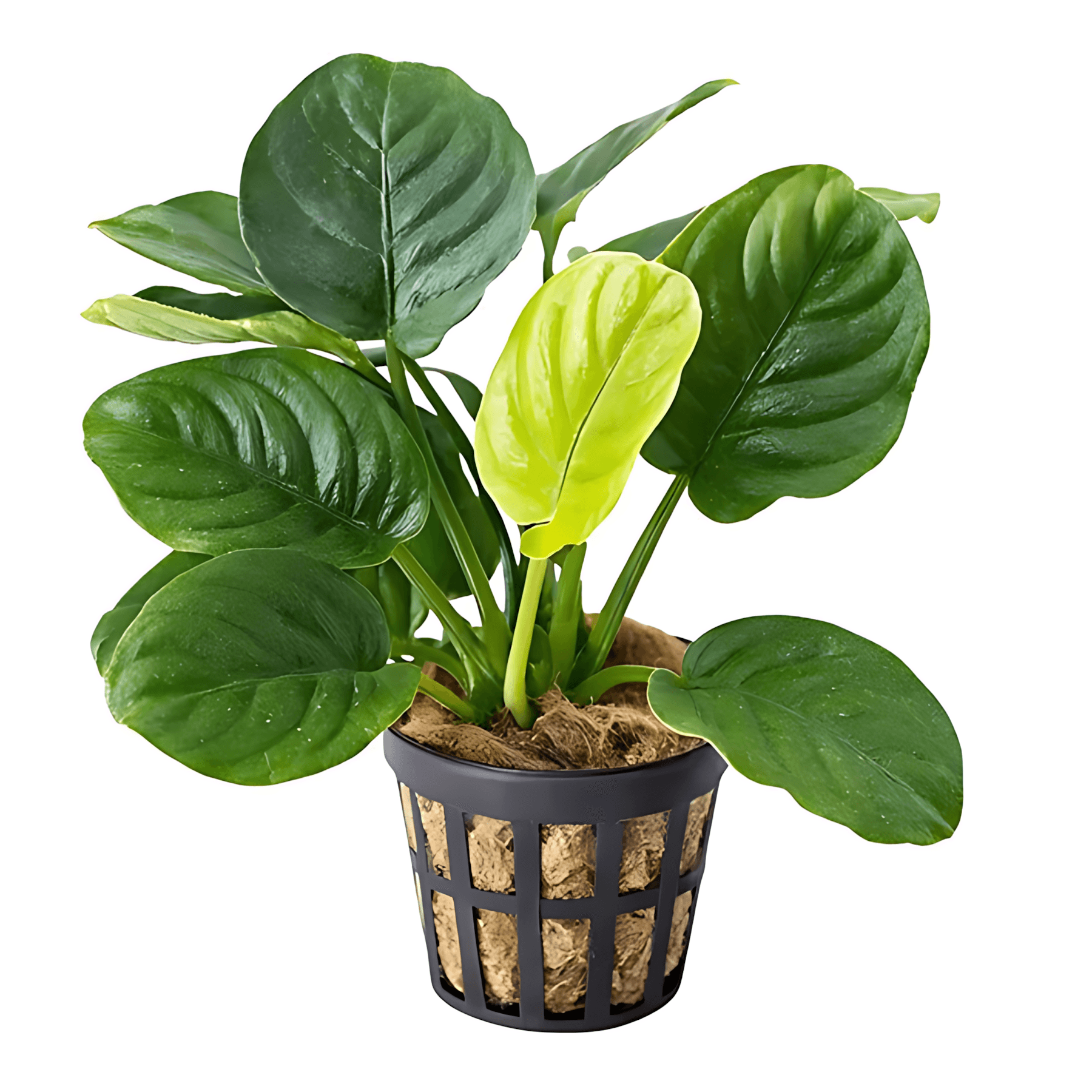 Anubias Rainforest Saksı Canlı Bitki