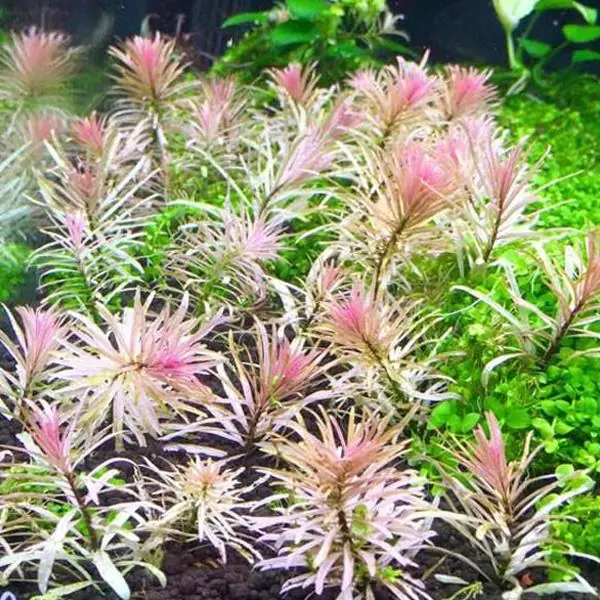 Ludwigia Inclinata Cuba White Edge Saksı Canlı Bitki