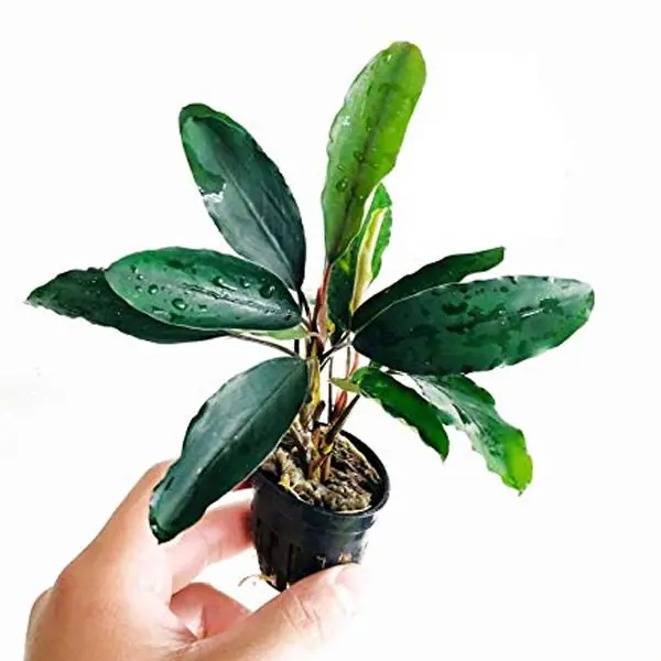 Bucephalandra Giant Saksı Canlı Bitki