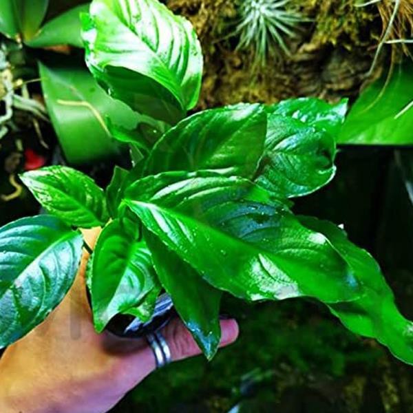 Anubias Heterophylla Mini In Vitro