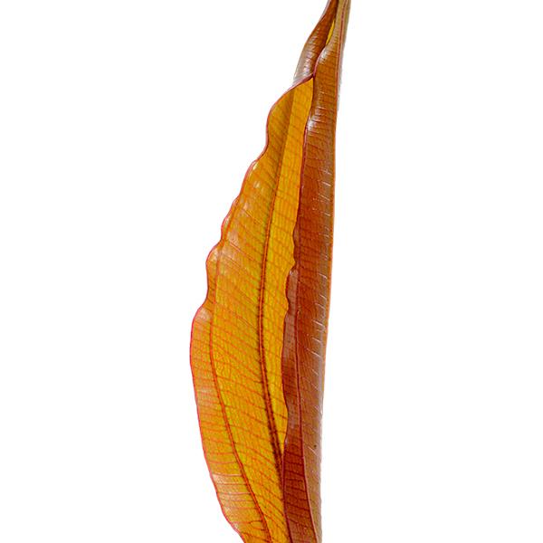 Echinodorus Red Diamond In Vitro Canlı Bitki