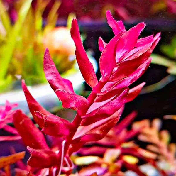 Rotala Yerabje Saksı Canlı Bitki