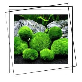 Marimo Moss Ball Bakımı