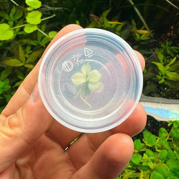 Anubias Nana Pinto Küçük In Vitro Cup Canlı Bitki