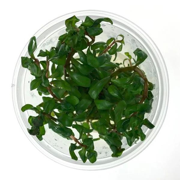 Ammania Senegalensis In Vitro Canlı Bitki