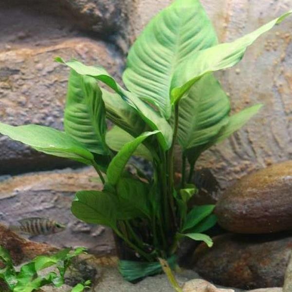 Anubias Heterophylla Saksı Canlı Bitki 5-7 Yaprak