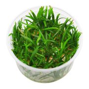 Sagittaria