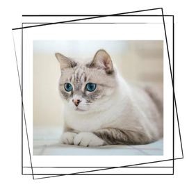 American Wirehair Kedisi