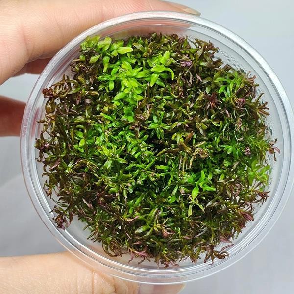 Rotala Macrandra Mini Butterfly In Vitro Canlı Bitki