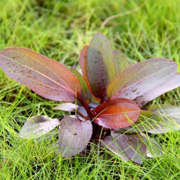 Echinodorus Red Chameleon In Vitro Canlı Bitki