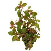 Ludwigia