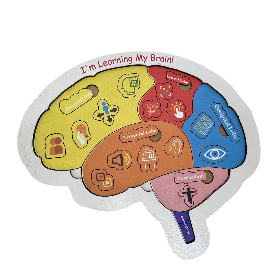 Brain Structure, Wooden Toy, Learning My Body, Educational Puzzle, Back to School, for Toddlers