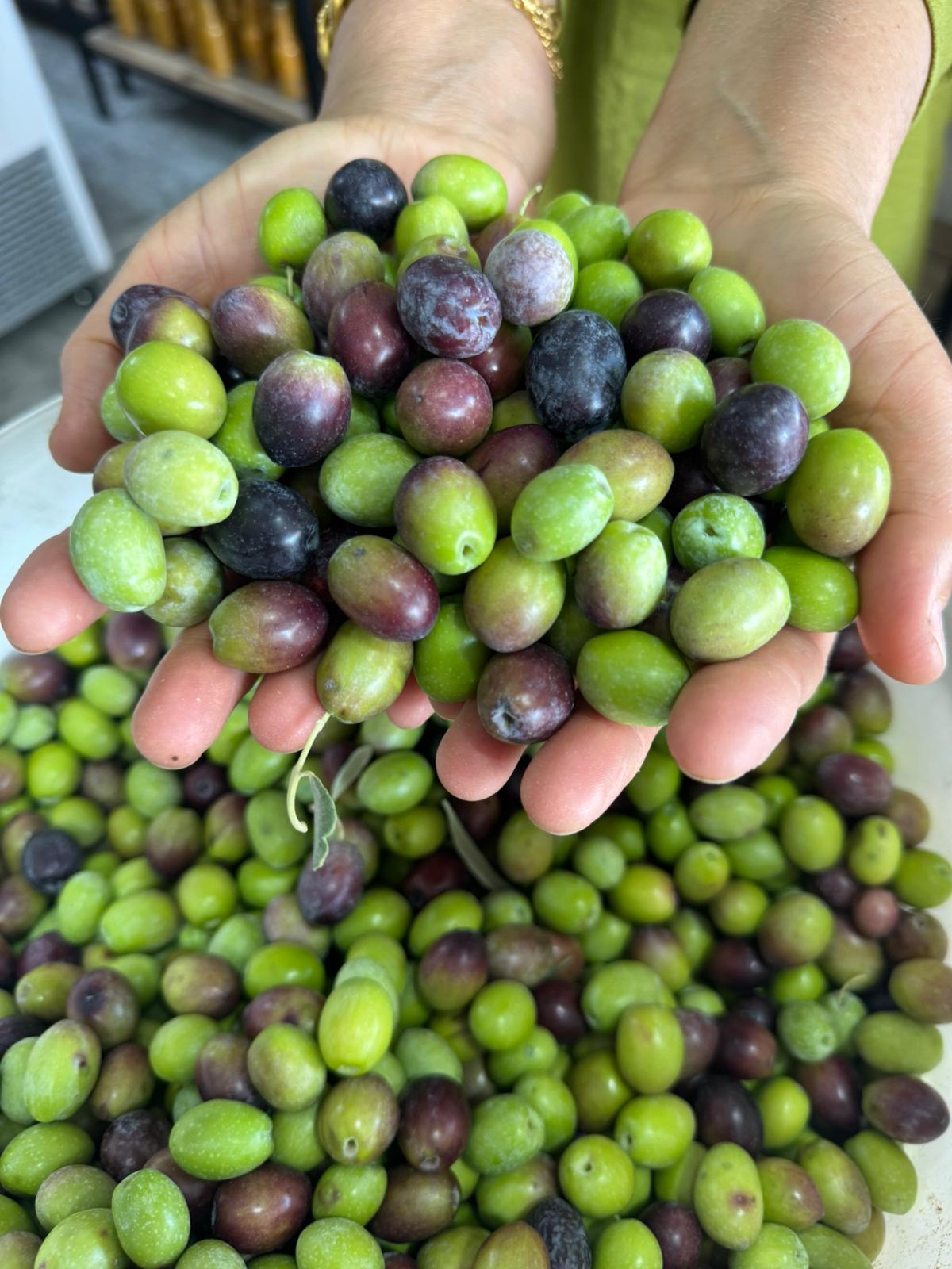 TAZE ZEYTİN - 1000 gr.