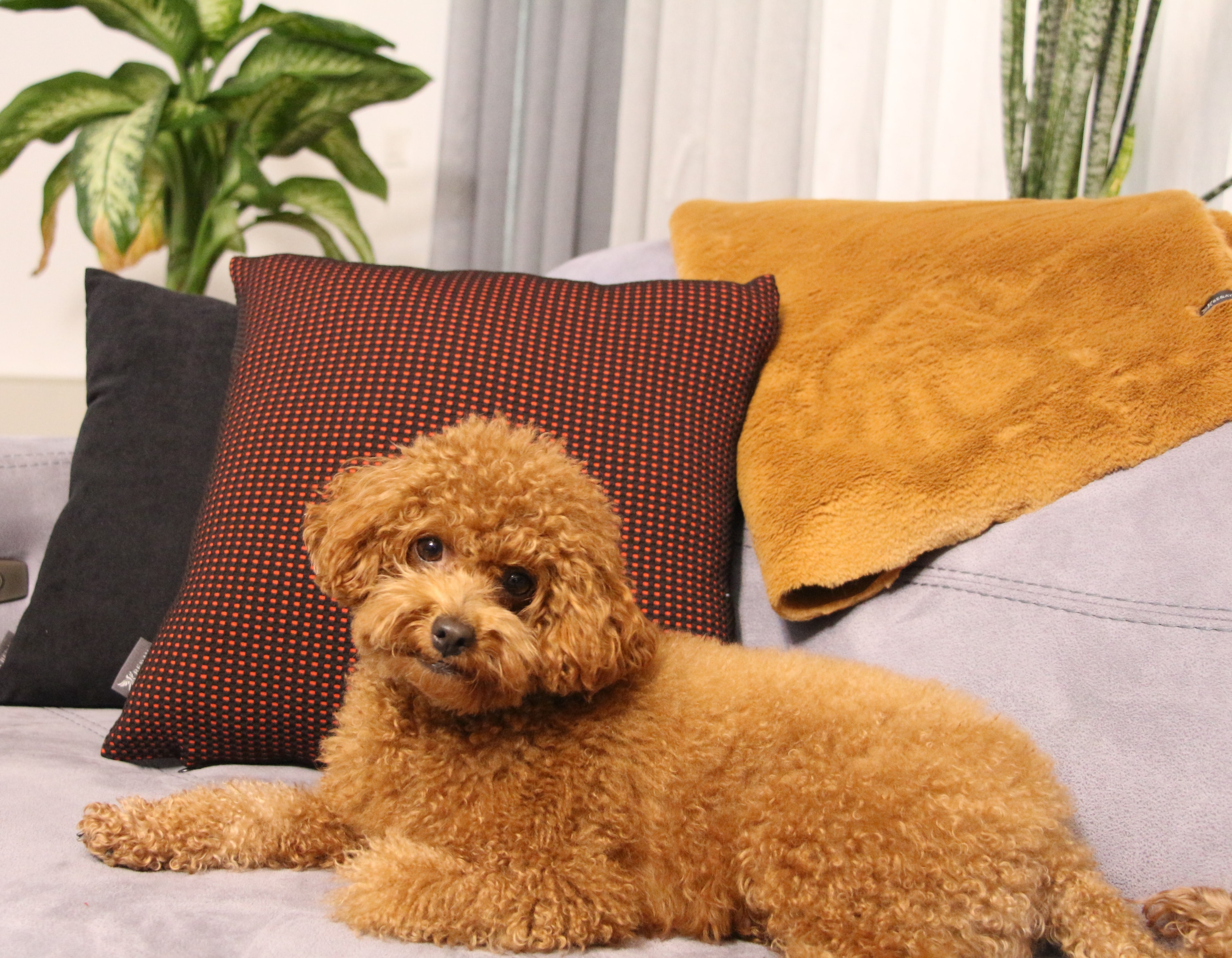 KAPİTONE KIRLENT KILIFI , SİYAH-TURUNCU