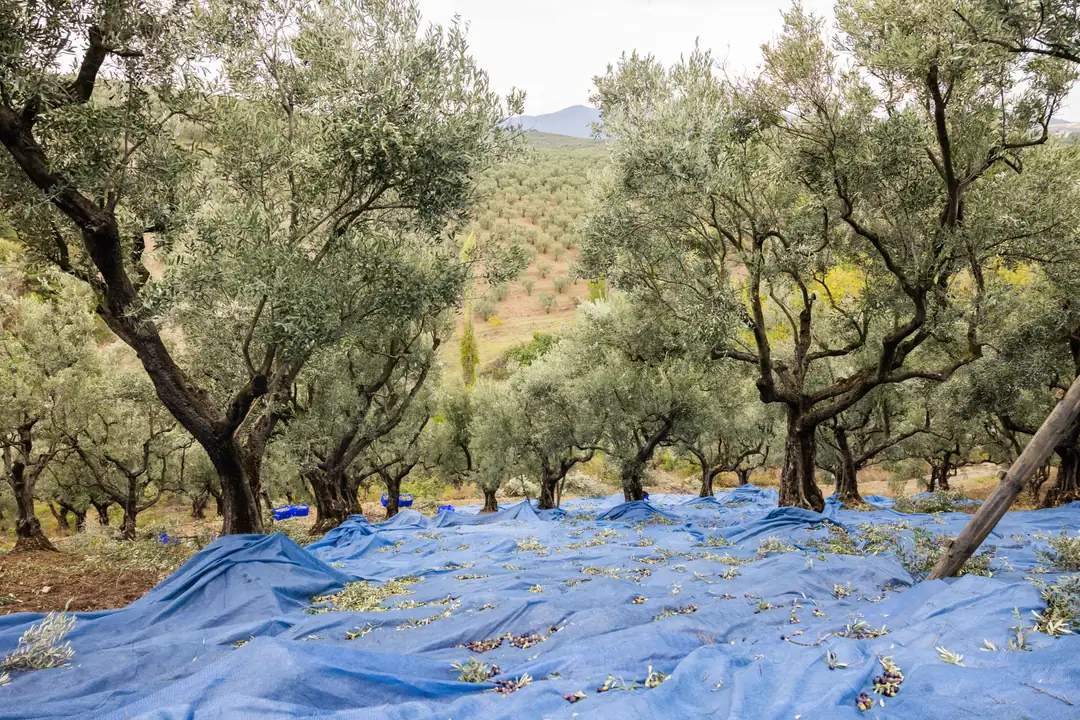 İlk Hasat (Gemlik, Bursa)