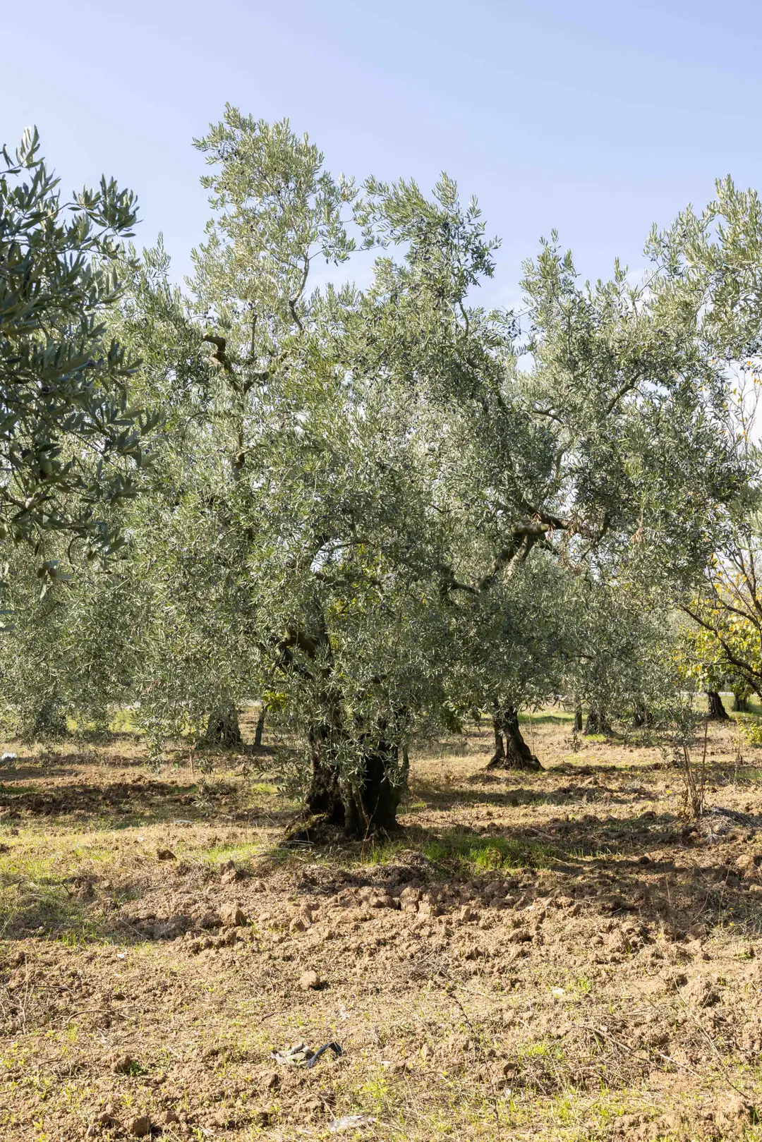 İlk Hasat, Zeytin Ağacı