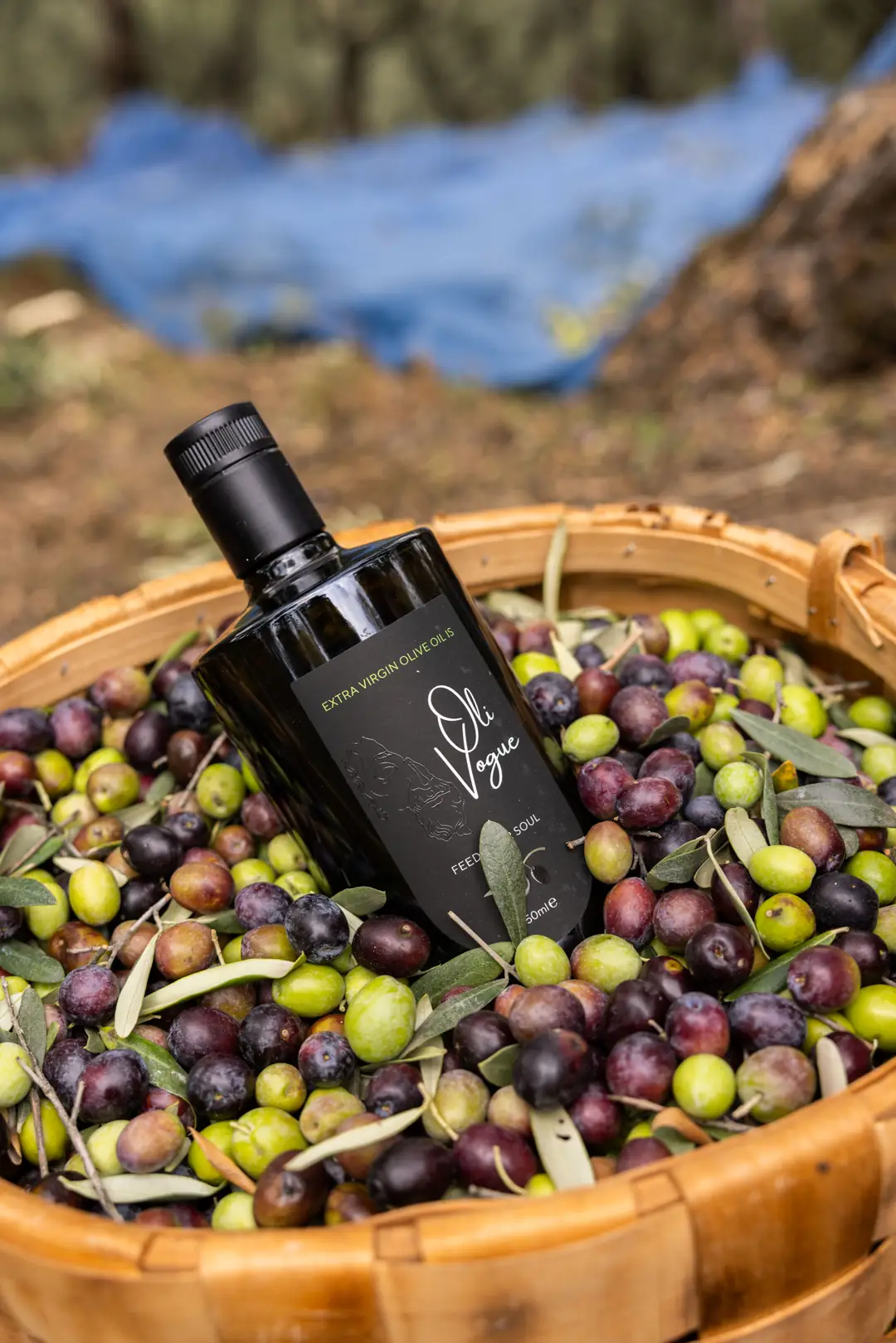 Oli Vogue Extra Virgin Olive Oil