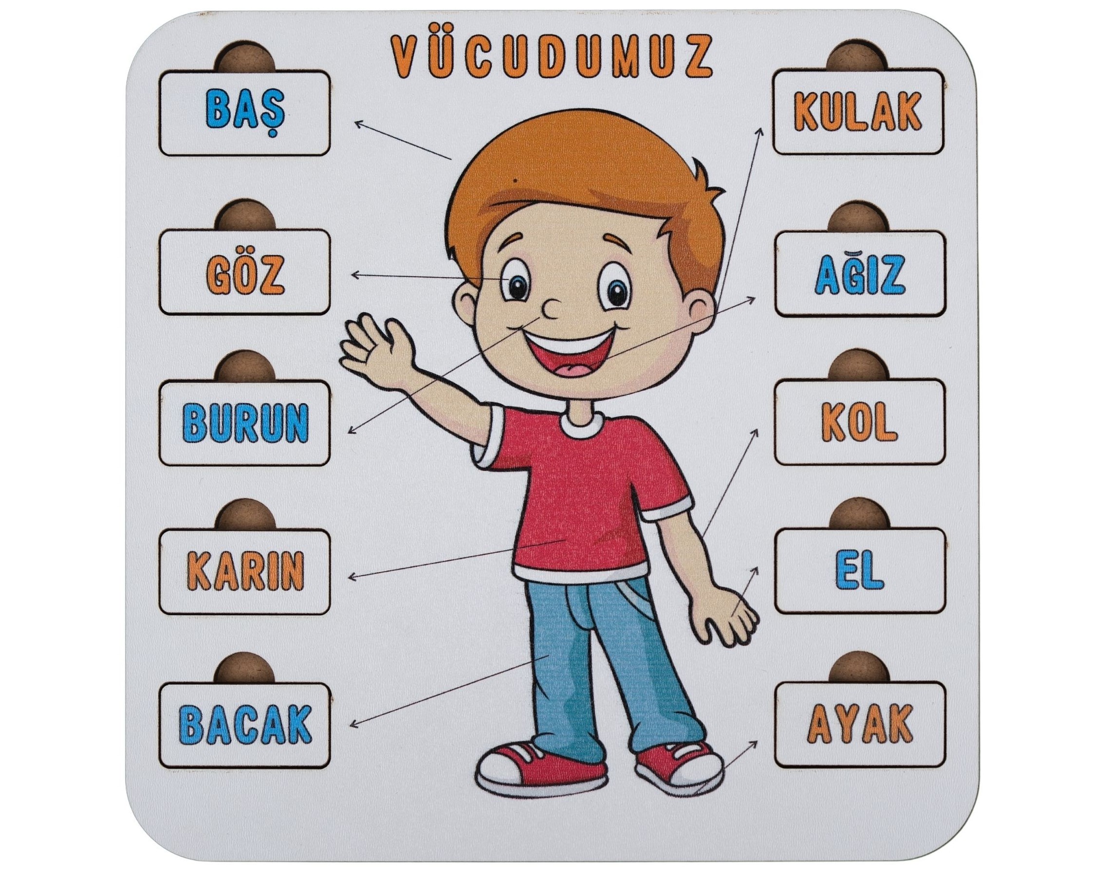 VÜCUDUMUZ | EĞİTİCİ PUZZLE