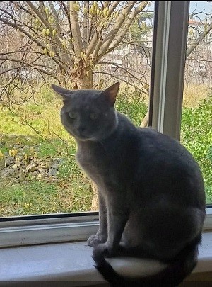 Pencerelere sineklik takılması kedi için güvenlik oluşturur.