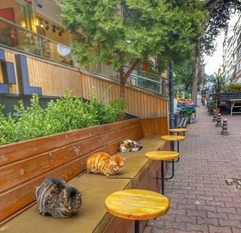 Kadıköy'de kafeler boş kalmaz, kediler günün yorgunluğunu atar. 