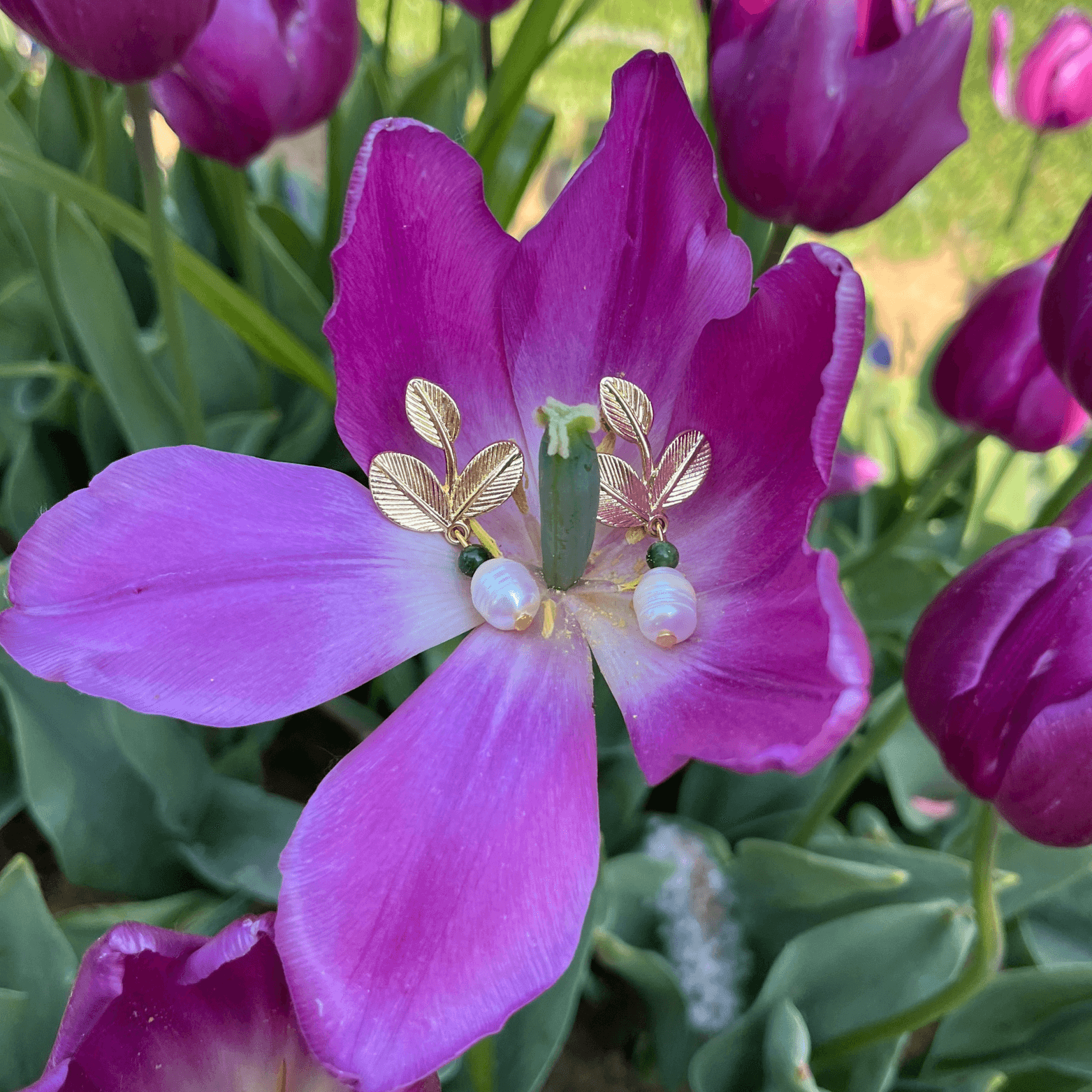 Tulip