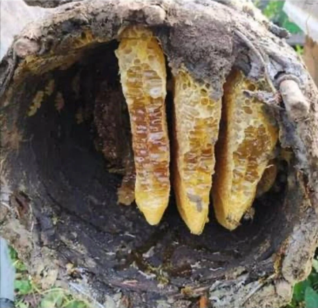 1 Kilo Eski Usül Karakovan Sepet Balı