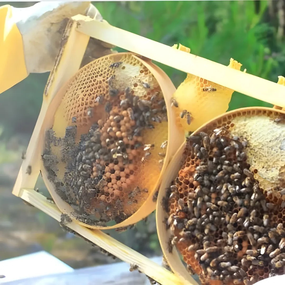 1 Kilo Karakovan Kasnak Balı