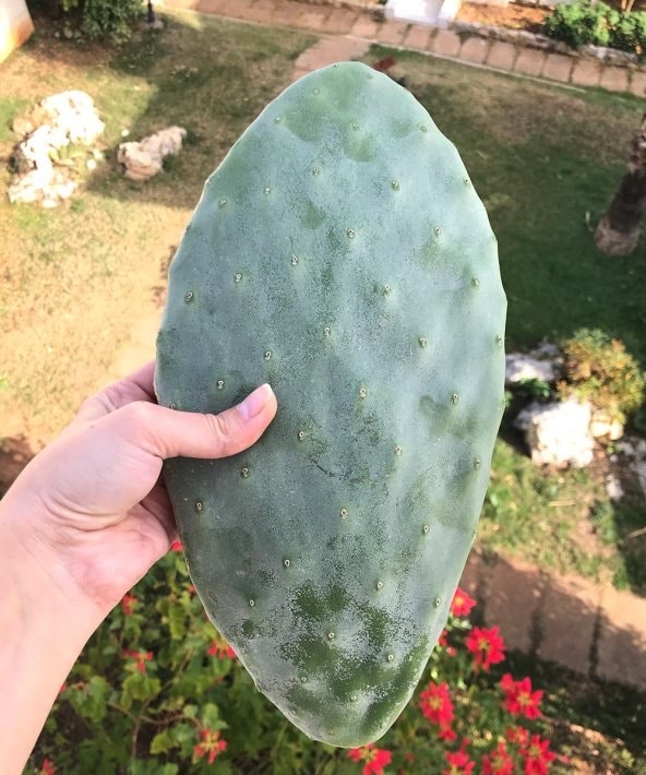 Frenk İnciri Kaktüs Fidanı (Köksüz)