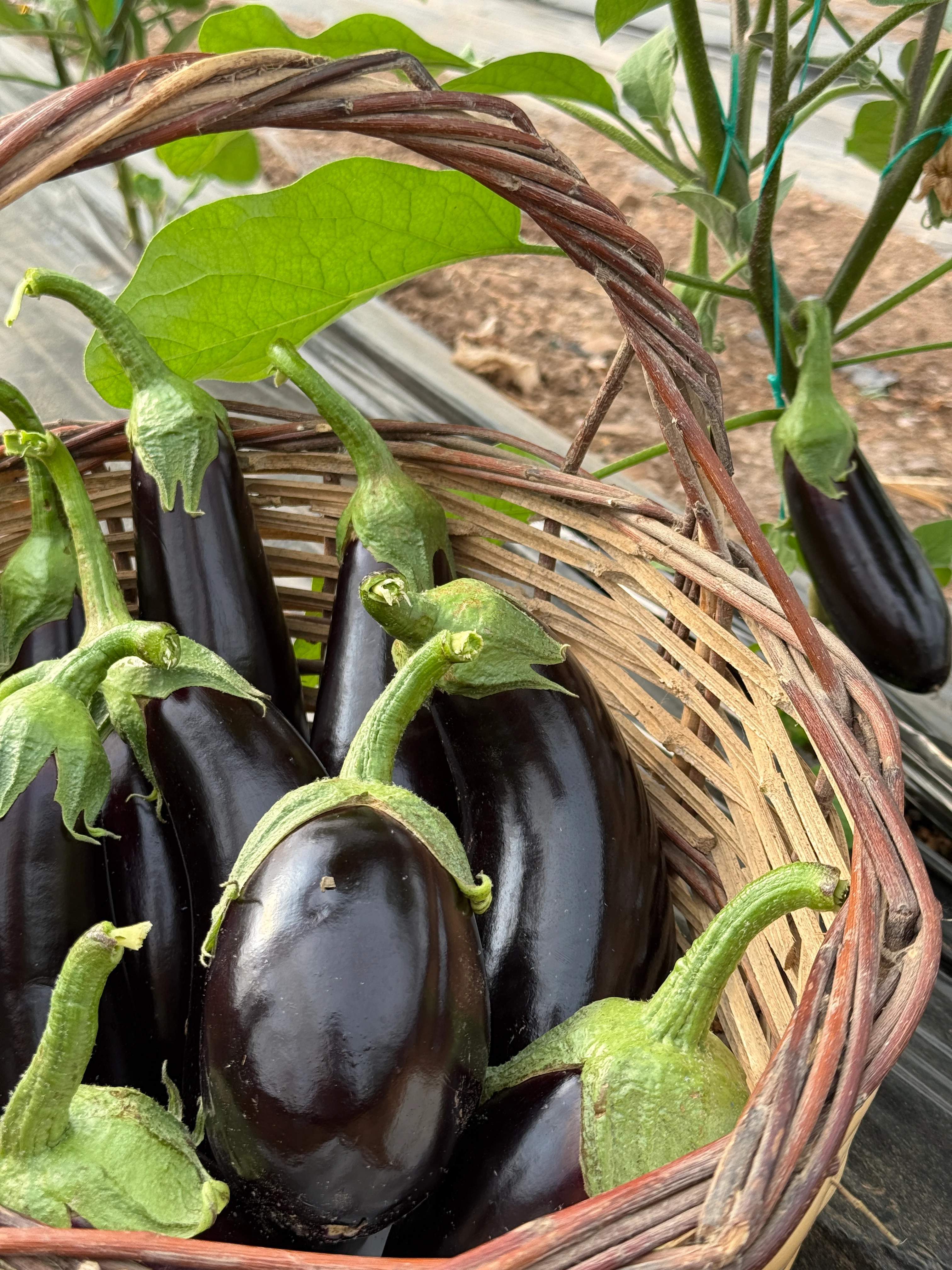 İlaçsız Patlıcan Paketi 2kg Karışık