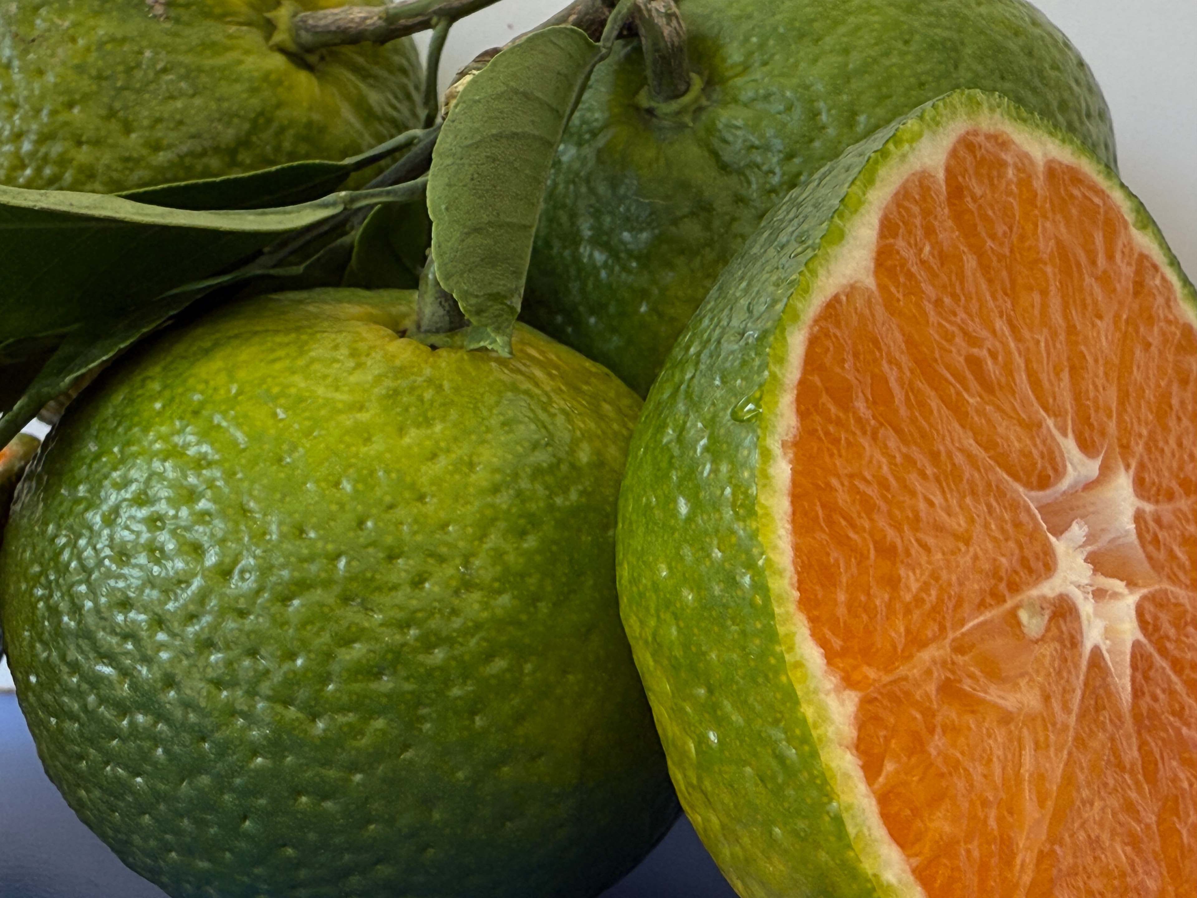 Antalya Mandalinası 