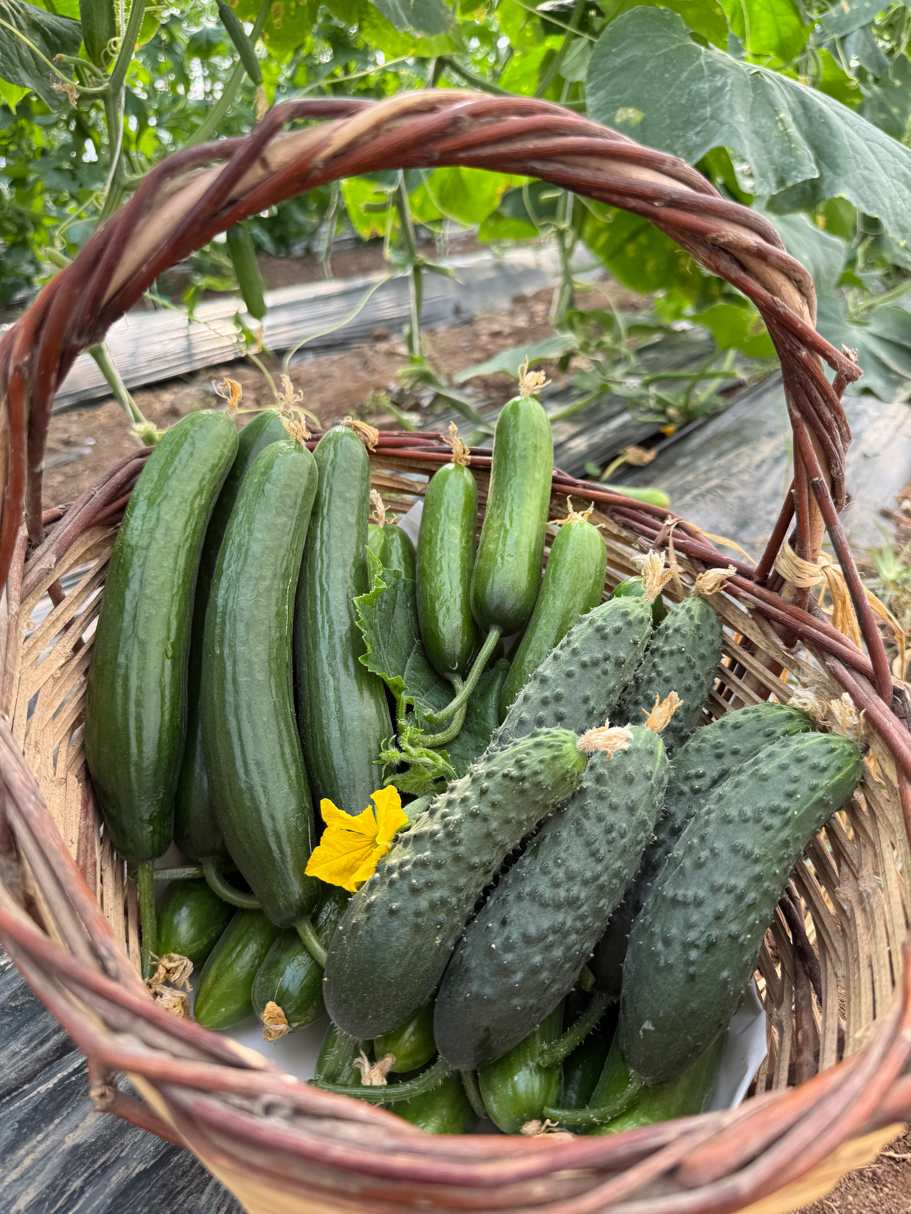 İlaçsız Salatalık Paketi Karışık 2kg (Badem, dikenli, normal)