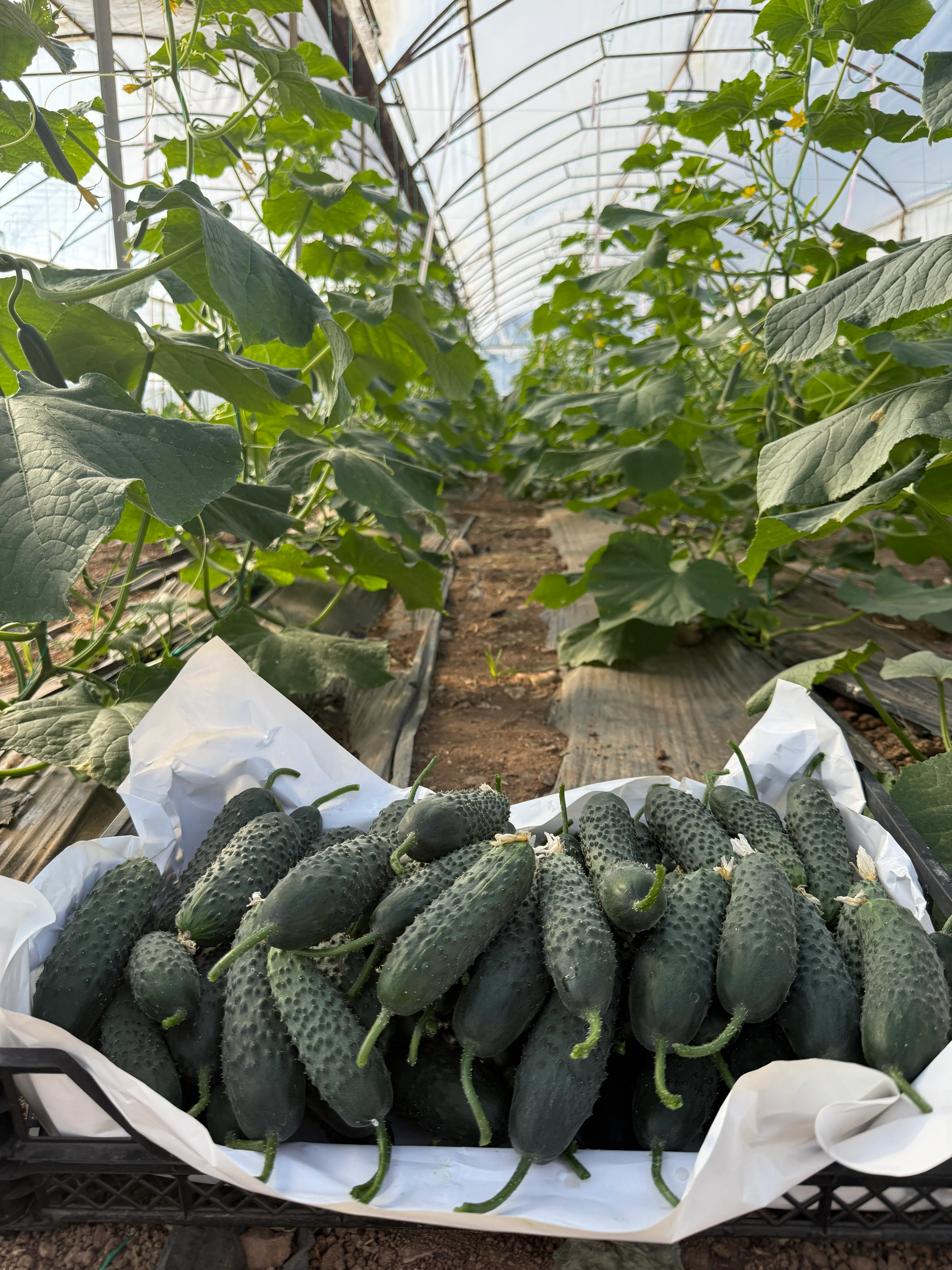 İlaçsız Dikenli Hıyar 2kg