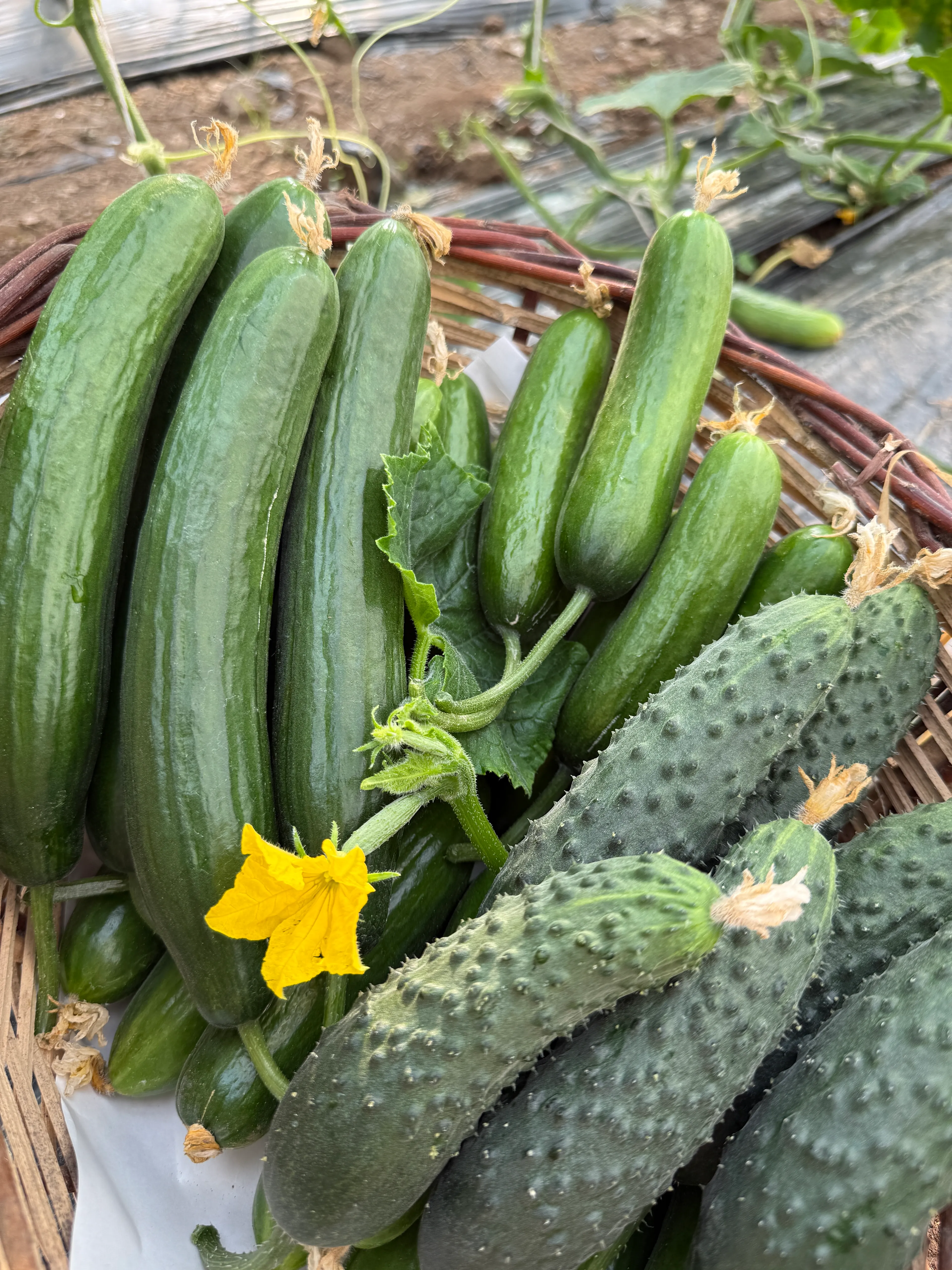 İlaçsız Salatalık Paketi Karışık 2kg (Badem, dikenli, normal)