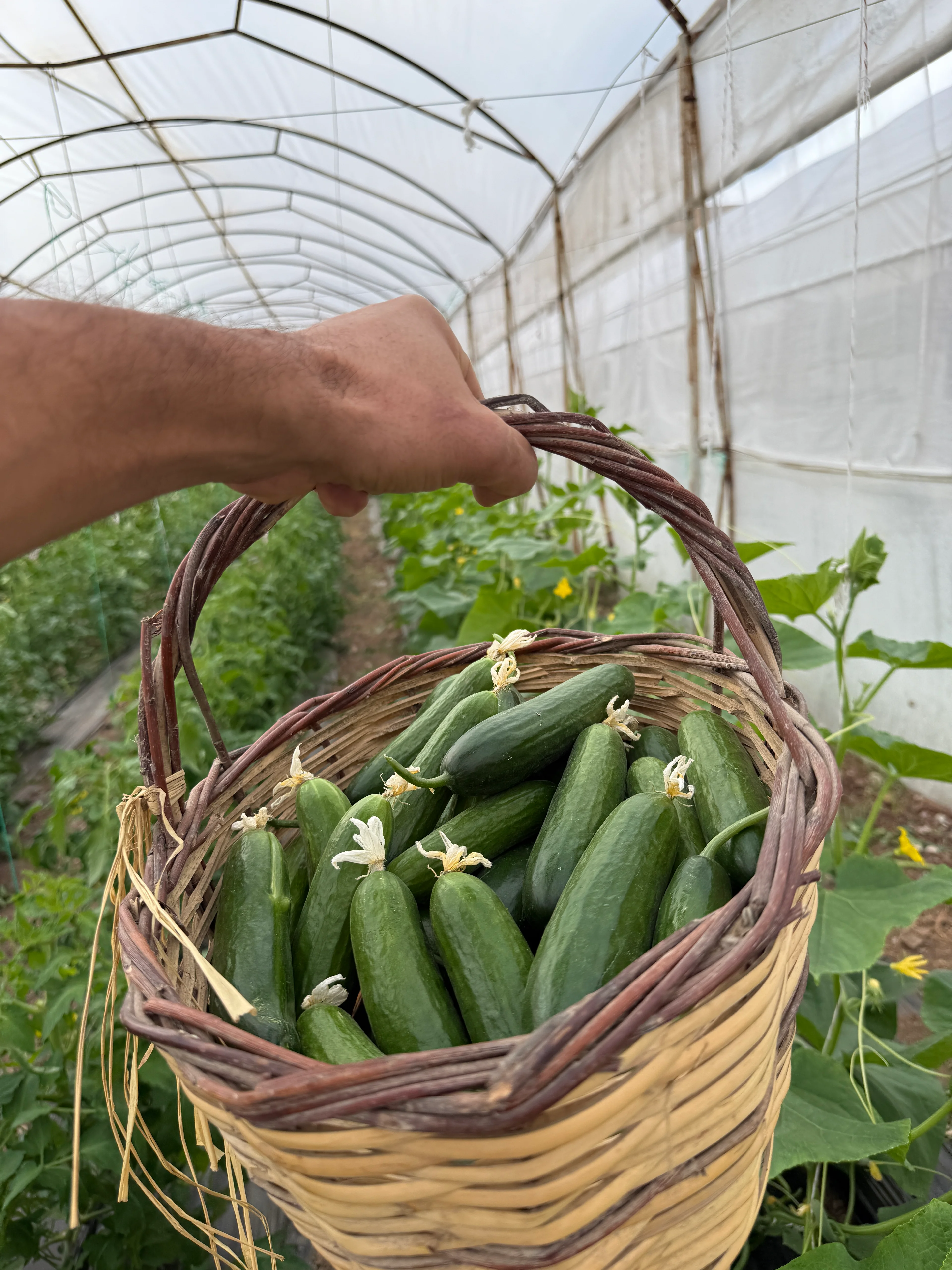 Salatalık Hıyar (İlaçsız)