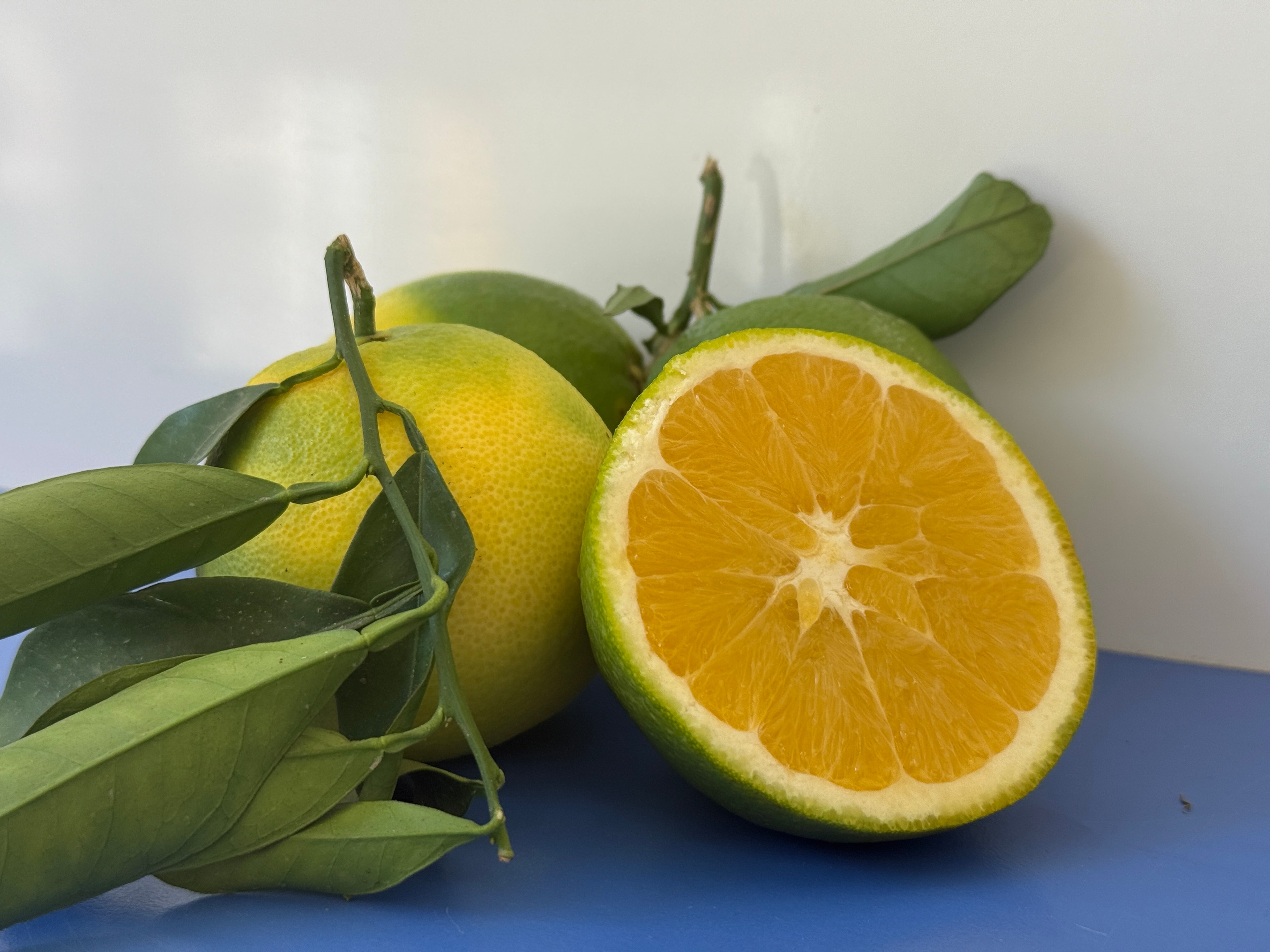 Dalından Finike Portakalı