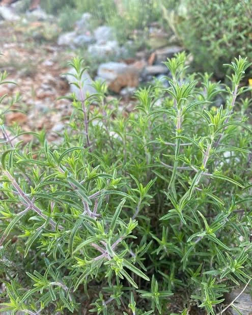 Doğal Dağ Kekiği (Zahter) 40gr