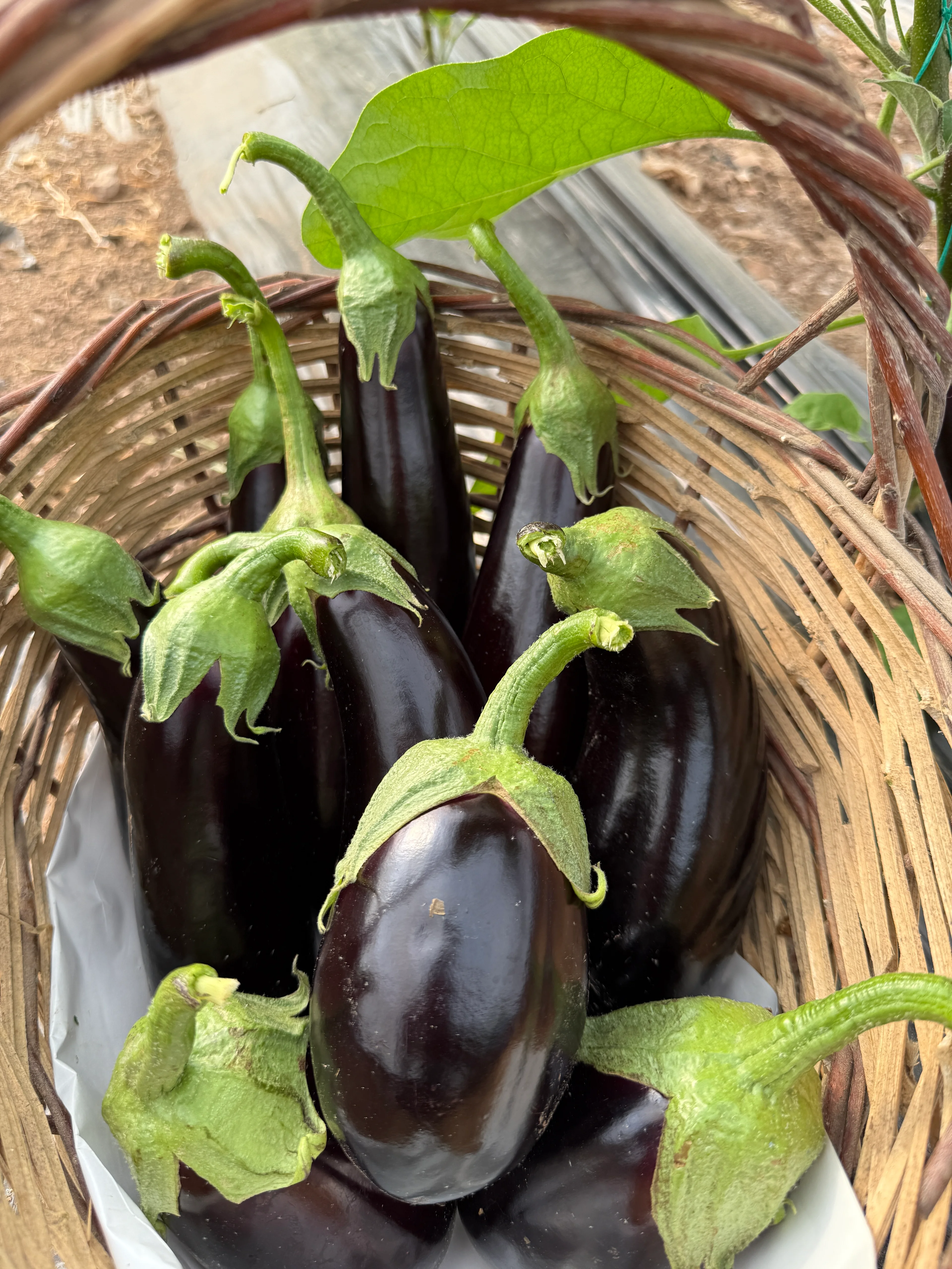 İlaçsız Patlıcan Paketi 2kg Karışık