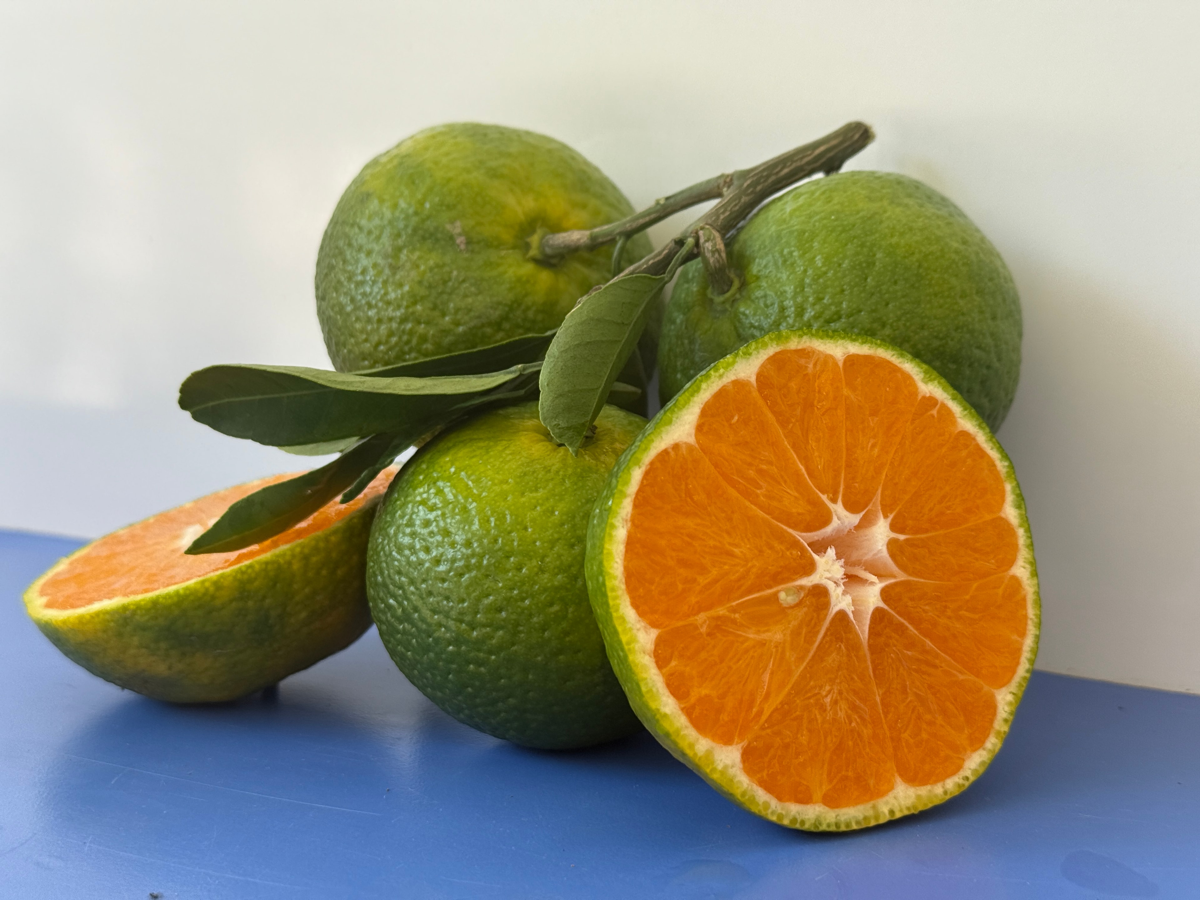 Antalya Mandalinası 