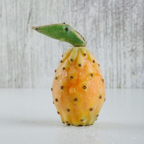 Frenk İnciri Kaktüs Fidanı (Köksüz)