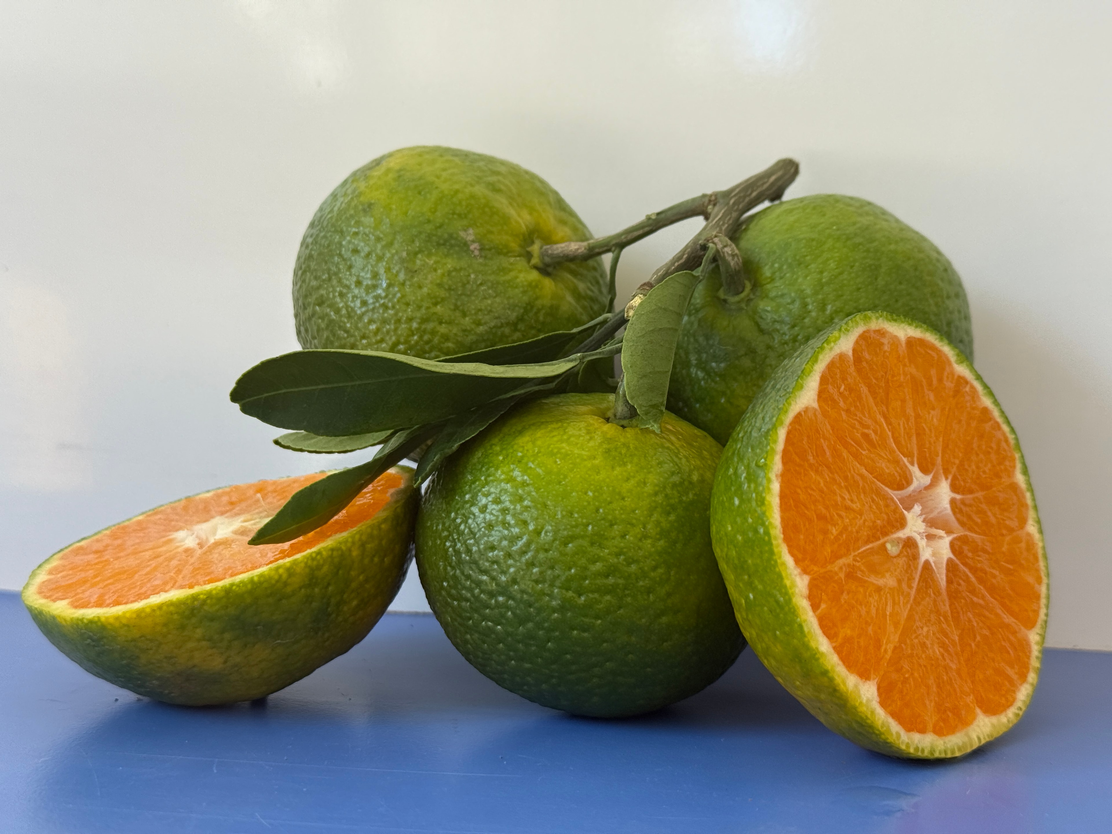 Antalya Mandalinası 