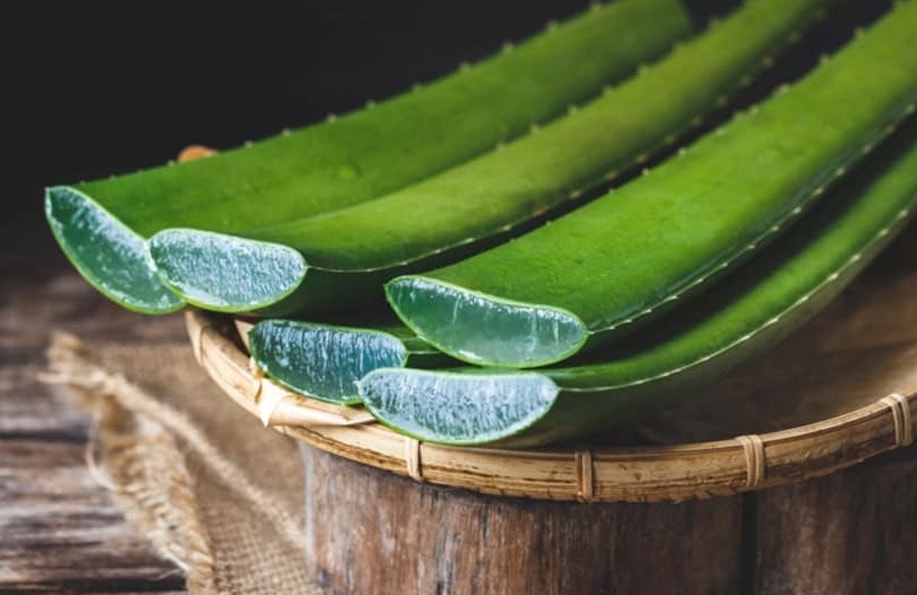 Aloe Vera Yaprak Kg