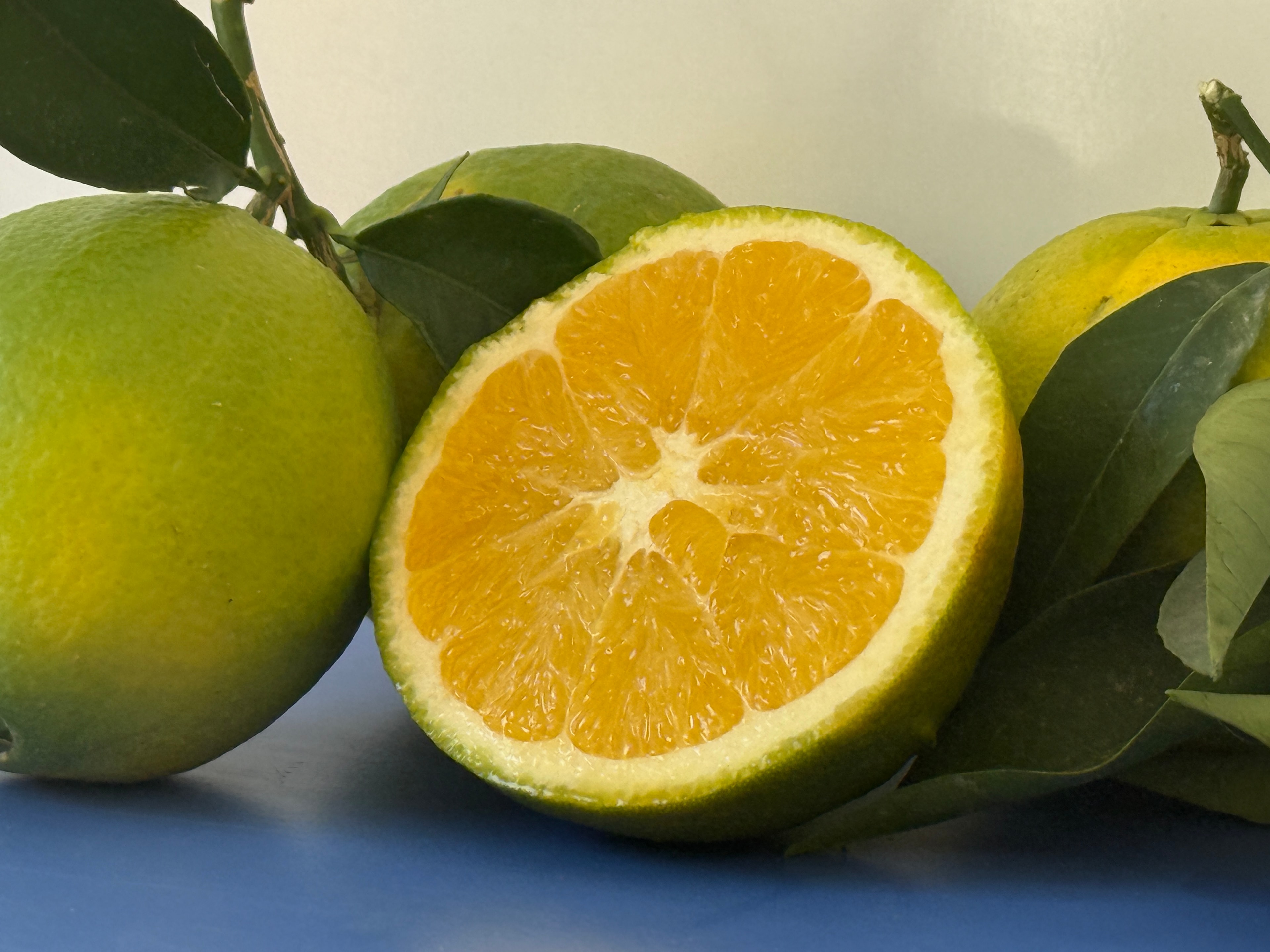 Dalından Finike Portakalı