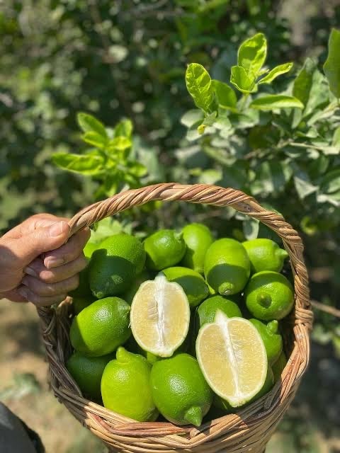 Doğal Yeşil Limon
