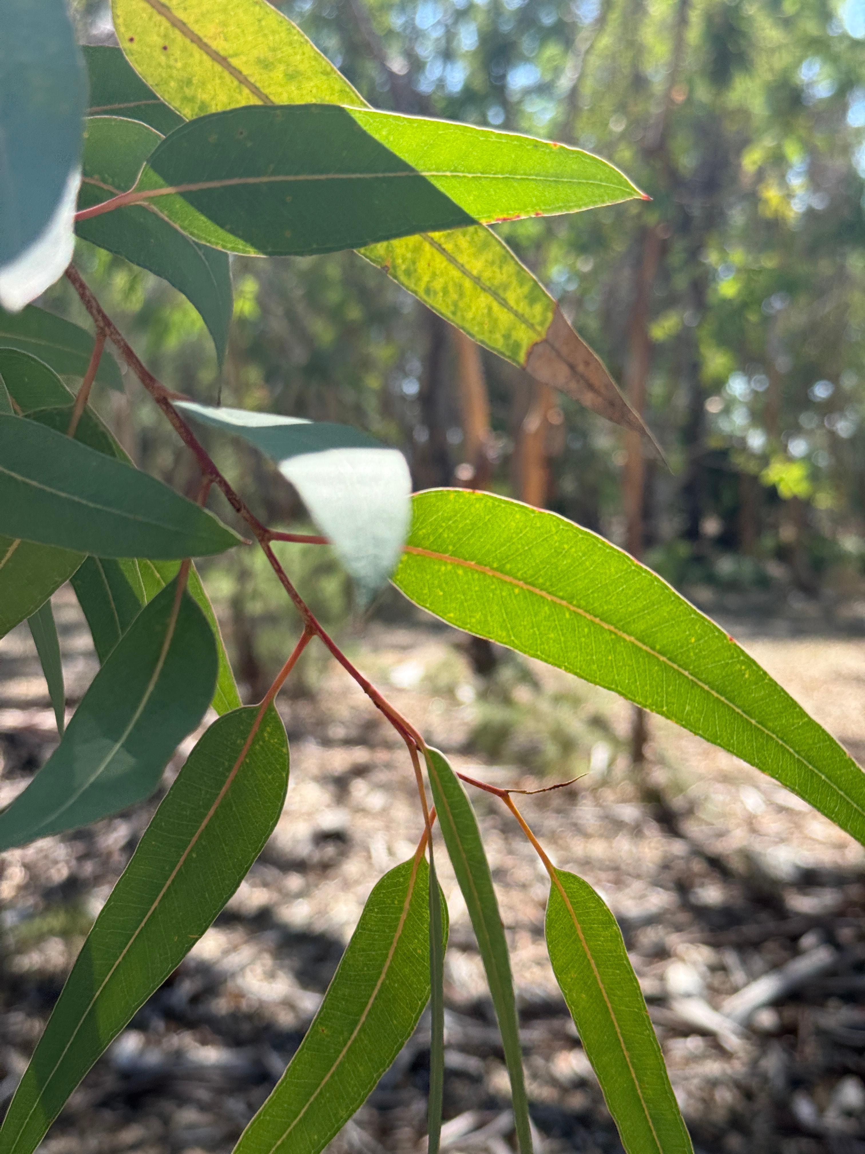 Okaliptüs Yaprağı 40gr