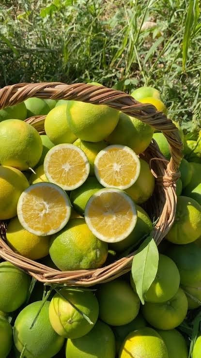 Dalından Finike Portakalı